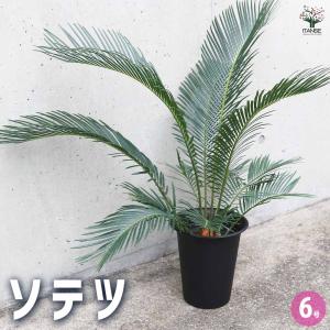 ソテツ 10号 観葉植物 ドライガーデン 新築祝い 開店祝い : KOBE