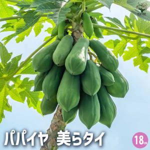 パパイヤの苗 美らタイ 【果樹の苗木 18cm】の詳細画像1
