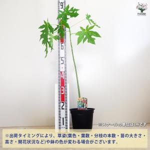 パパイヤの苗 美らタイ 【果樹の苗木 18cm】の詳細画像2