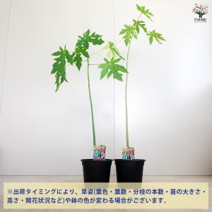 パパイヤの苗 美らタイ 【果樹の苗木 18cm】の詳細画像3