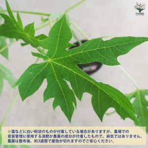 パパイヤの苗 美らタイ 【果樹の苗木 18cm】の詳細画像4