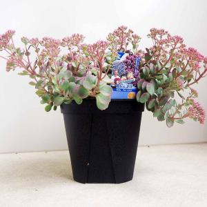 多肉植物：コノフィツム ラツム 桃尻娘*幅1.3cm 現品！一品限り : 遊恵