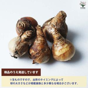 球根 八重咲き水仙 【花球根 混合5球/1個売り】の詳細画像3