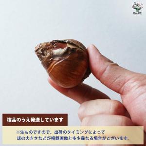 球根 八重咲き水仙 【花球根 混合5球/1個売り】の詳細画像4