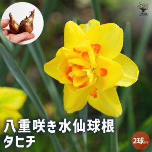球根 八重咲き水仙 タヒチ 【花球根 2球/1...の詳細画像1
