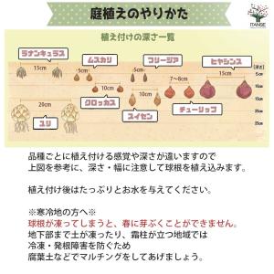 球根 八重咲き水仙 タヒチ 【花球根 2球/1...の詳細画像5