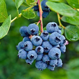 大株 ブルーベリー ミスティ サザンハイブッシュ系 1.2m/根巻き苗