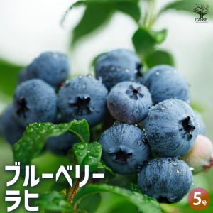国華園 果樹苗 大株ラビットアイ系ブルーベリー 大株ブライトウェル 1