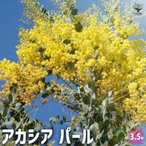 アカシア パールアカシア 【花木苗 3.5号ポッ...の商品画像
