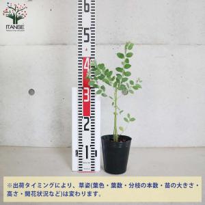 アカシア パールアカシア 【花木苗 3.5号ポ...の詳細画像2