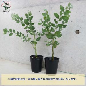 アカシア パールアカシア 【花木苗 3.5号ポ...の詳細画像4
