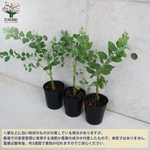 アカシア パールアカシア 【花木苗 3.5号ポ...の詳細画像5