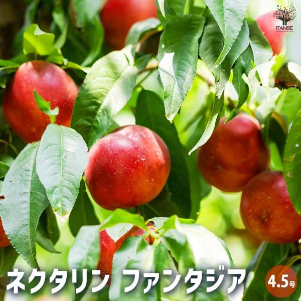 桃の苗木 ネクタリンファンタジア  【果樹の苗木 4.5号ポット／1個売り】