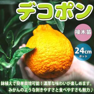 デコポンの苗木 不知火【果樹苗/21〜24cm...の詳細画像1