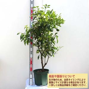 デコポンの苗木 不知火【果樹苗/21〜24cm...の詳細画像2