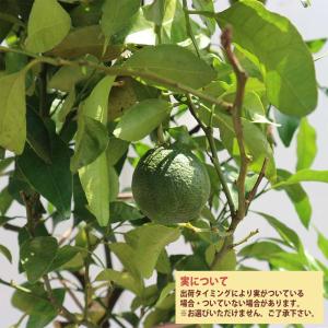 デコポンの苗木 不知火【果樹苗/21〜24cm...の詳細画像3
