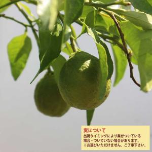 デコポンの苗木 不知火【果樹苗/21〜24cm...の詳細画像4