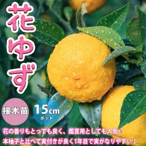 ゆずの苗 獅子柚子【果樹の苗木 15cmポット 1〜2年生 接木苗/1 ゆずの苗 獅子柚子【果樹の苗木 15cmポット 1〜2年生 接木苗/1