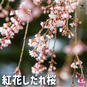 枝垂れ桜　　高さ約1.7メートル サクラ(桜) 一重紅しだれ桜(ヒトエベニシダレザクラ)[五年生苗] - 果樹