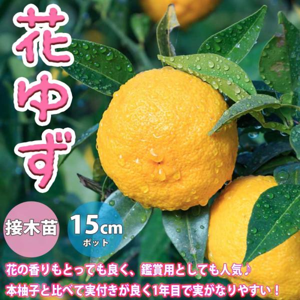 花ゆずの苗木【果樹苗 2年生 接木苗15cmポット／1個】