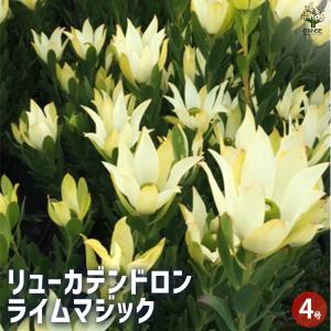 リューカデンドロン デュリフ 5号｜花木10-TU : 赤塚植物園ヤフー店