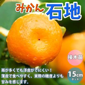 サワーポメロ 約1.9m 現品発送 超特大株 植木 苗木 大苗 中晩柑 サワーポメロ 約1.9m 現品発送 超特大株 植木 苗木 大苗 中晩柑