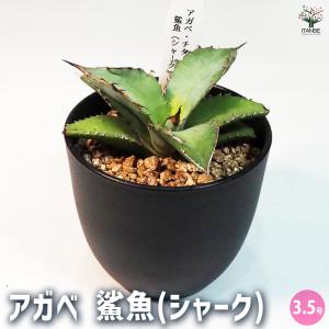 カレックス ラキシカルミアス バニーブルー 【花苗 4.5号／1個売り