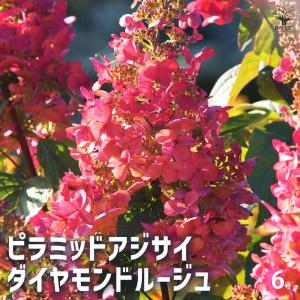 花芽付き ） 満月蝋梅 マンゲツロウバイ 5号鉢植え 接ぎ木苗 贈答