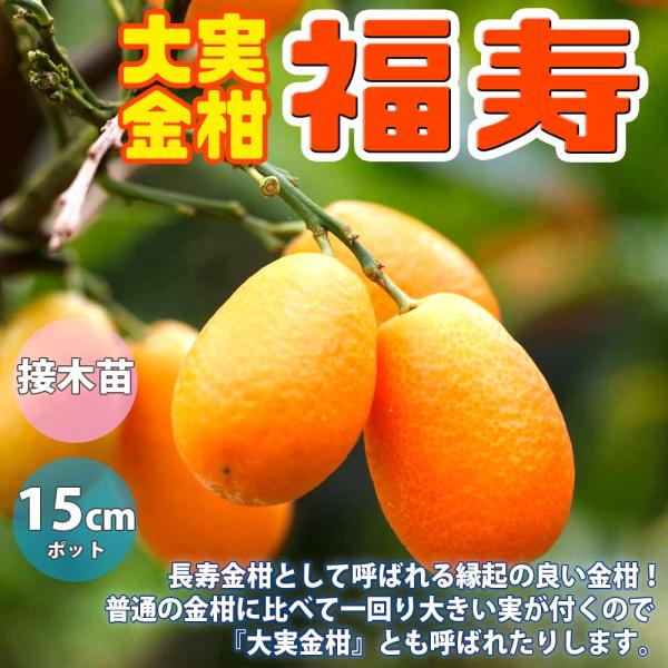金柑の苗木 福寿【果樹苗 2年生 接木苗15cmポット／1個】
