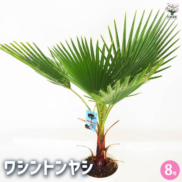 観葉植物 ワシントンヤシ  【観葉植物 8号／1個売り】