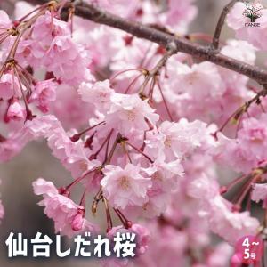 八重しだれ桜 （ ピンク ） 接ぎ木 4号鉢植え 八重紅枝垂 : 花と緑の