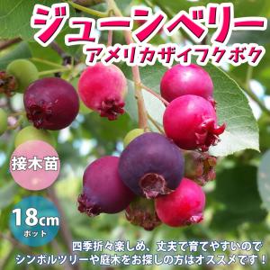 ジューンベリー 苗 【大実 チーセン】 2年生 接ぎ木 大苗 : 苗木の専門