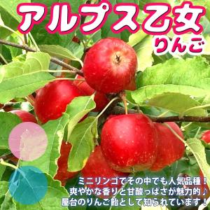 鉢植え：盆栽仕立て】 アルプス乙女りんご （姫りんご） : 日本花卉