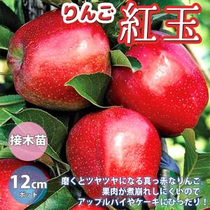 ジャボチカバ 果樹苗 【果樹の苗木 8〜10号鉢 大苗／1個売り