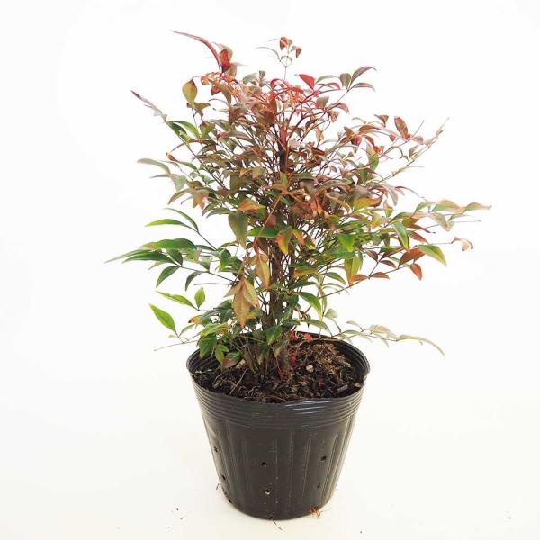 南天 オブセス 【花木苗 5号／1個売り】