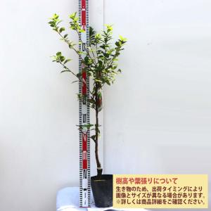 大実スターフルーツ ハニージャンボ 接木大苗 : 苗木部 花ひろば