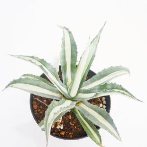 多肉植物：アガベ セルシー錦*幅34cm 現品！一品限り : 遊恵盆栽