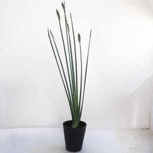 観葉植物：ストレリチア ユンケア ノンリーフ *ノーリーフ プラポット