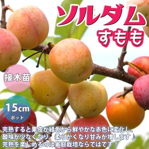 紅八朔 3年生 苗木 楽天市場】【紅八朔 （べにはっさく）】 3年生 接木大苗 【産地で剪定