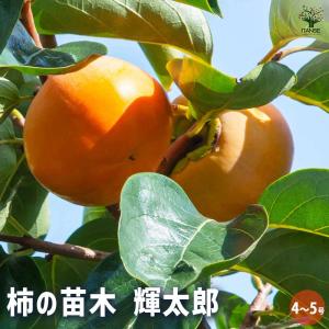 柿の苗木 輝太郎 【果樹の苗木 4号/1個売り】の詳細画像1