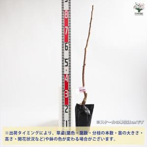 柿の苗木 輝太郎 【果樹の苗木 4号/1個売り】の詳細画像2