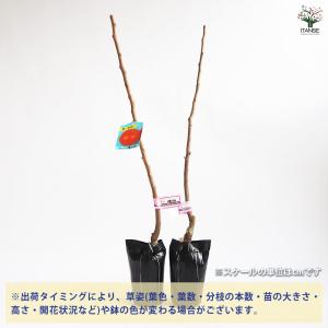 柿の苗木 輝太郎 【果樹の苗木 4号/1個売り】の詳細画像3