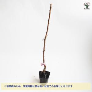 柿の苗木 輝太郎 【果樹の苗木 4号/1個売り】の詳細画像4