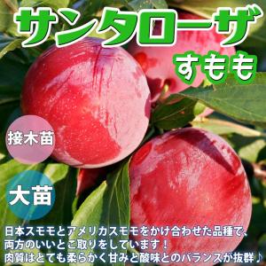 幻の原種クリスマスローズ チベタヌス（国内生産 実生苗）3寸ポット
