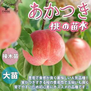 桃の苗　もも　大玉あかつき 苗木の専門店 グリーンでGO! - 大玉あかつき｜Yahoo!ショッピング