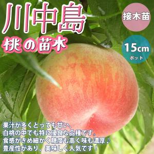 桃 苗木 川中島白桃 3年生接木苗 8号ポット : 苗木部 花ひろば