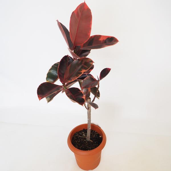 フィカス ルビー 【観葉植物 8号／1個売り】