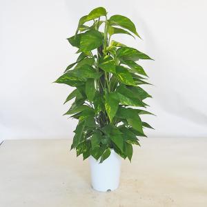 観葉植物：フィカス ベンジャミン レジナルド*プラポット : 遊恵盆栽