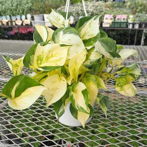 おしゃれ 観葉植物：ポトス ステータス*5号 吊り鉢 : 遊恵盆栽 Yahoo