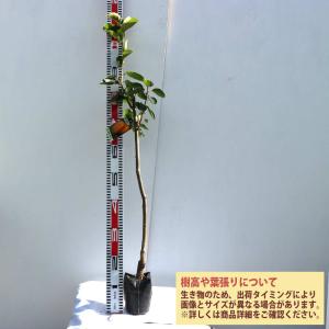 柿の苗木 蜂屋柿【果樹苗/12〜15cmポット...の詳細画像2